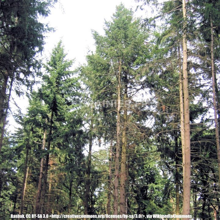 Douglas, Oregon pine, pseudotsuga-menziesidouglas image